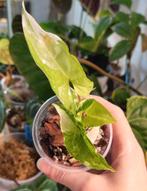 Syngonium albo variegata, Huis en Inrichting, Kamerplanten, Ophalen of Verzenden, Overige soorten, Minder dan 100 cm