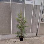 Leylandii haag | Castlewellan | wintergroen | 120cm, Ophalen, Overige soorten, 100 tot 250 cm