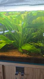 Grote Echinodorus bleheri (amazone zwaardplant), Ophalen of Verzenden, Nieuw, Plant(en), Steen of Hout