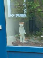 kitten, Ophalen, Overige typen