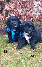 Leuke Boulab pups beschikbaar (reutjes) ; ouders HD/ED vrij, Nederland, Parvo, 8 tot 15 weken, Meerdere