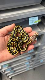 Cypress clown ball python, Dieren en Toebehoren, Reptielen en Amfibieën, Slang, 0 tot 2 jaar