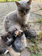 Prachtige kittens van onze Britse korthaar., Dieren en Toebehoren, Katten en Kittens | Overige Katten, Meerdere dieren, 0 tot 2 jaar