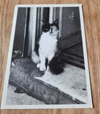 Leuke poes, Verzamelen, Ansichtkaarten | Dieren, Verzenden, 1980 tot heden, Gelopen, Hond of Kat