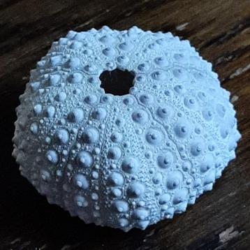 🐚Zeeëgel (uni) Prachtige natuurlijke decoratie🏷️GRATIS beschikbaar voor biedingen