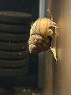 Aquaria Pura: Groot Assortiment Aquariumslakken, Slak of Weekdier