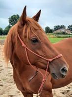 Gezocht met spoed plek voor merrie., Dieren en Toebehoren