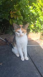 Boerderij Kittens te koop, Poes, Kortharig, 0 tot 2 jaar