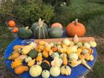 Diverse kalebassen en pompoenen, Ophalen of Verzenden