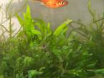 Garnalen, Dieren en Toebehoren, Vissen | Aquariumvissen, Kreeft, Krab of Garnaal, Zoetwatervis