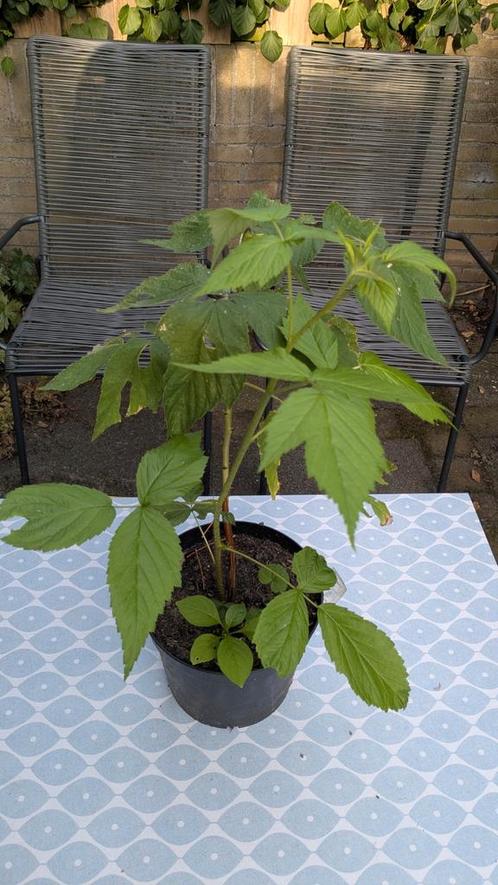 Frambozenplant - Stekje voor heerlijke oogst, Tuin en Terras, Planten | Tuinplanten, Vaste plant, Fruitplanten, Volle zon, Zomer