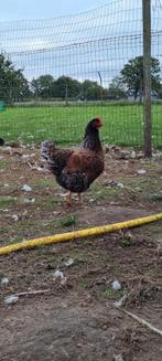 Barnevelder groot, Dieren en Toebehoren, Pluimvee, Meerdere dieren, Kip
