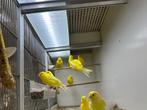 Kanaries Te Koop, Meerdere dieren, Kleurkanarie