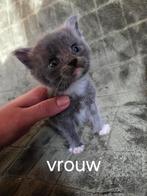 Kittens, Dieren en Toebehoren, Meerdere dieren