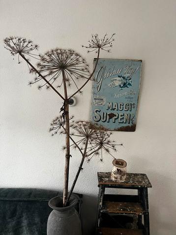 Gedroogde Berenklauw beschikbaar voor biedingen