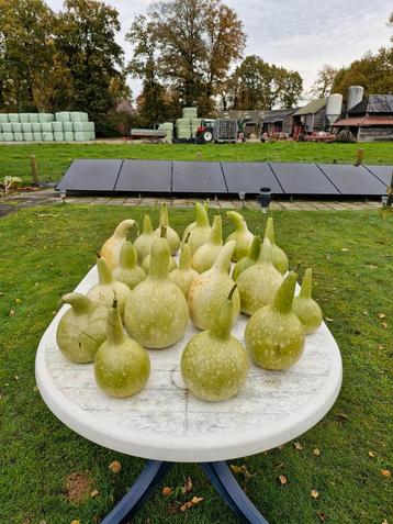 Fles kalebassen uit eigen tuin beschikbaar voor biedingen