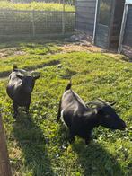3 Dwerggeiten, Dieren en Toebehoren, Schapen, Geiten en Varkens, Vrouwelijk, Geit, 3 tot 5 jaar