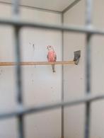 Mooi bourke te koop, Dieren en Toebehoren, Vogels | Parkieten en Papegaaien, Geslacht onbekend, Parkiet