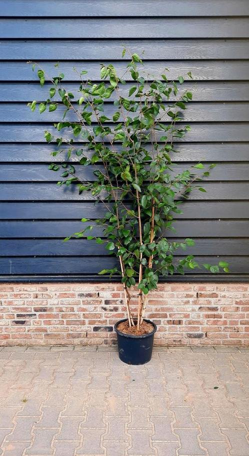 Betula utilis 'Doorenbos' witte meerstammige berk🌿, Tuin en Terras, Planten | Struiken en Hagen, Bamboe, 250 cm of meer, Ophalen