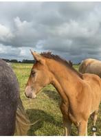 Champagne Merrie jaarling, Dieren en Toebehoren, Paarden, Merrie, Minder dan 160 cm, Met stamboom, 0 tot 2 jaar