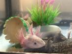 Baby axolotls, Dieren en Toebehoren, Overige typen, Zoetwatervis