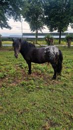 Appaloosa hengsten te koop, Dieren en Toebehoren, Pony's, Hengst, A pony (tot 1.17m), Recreatiepony, 3 tot 6 jaar