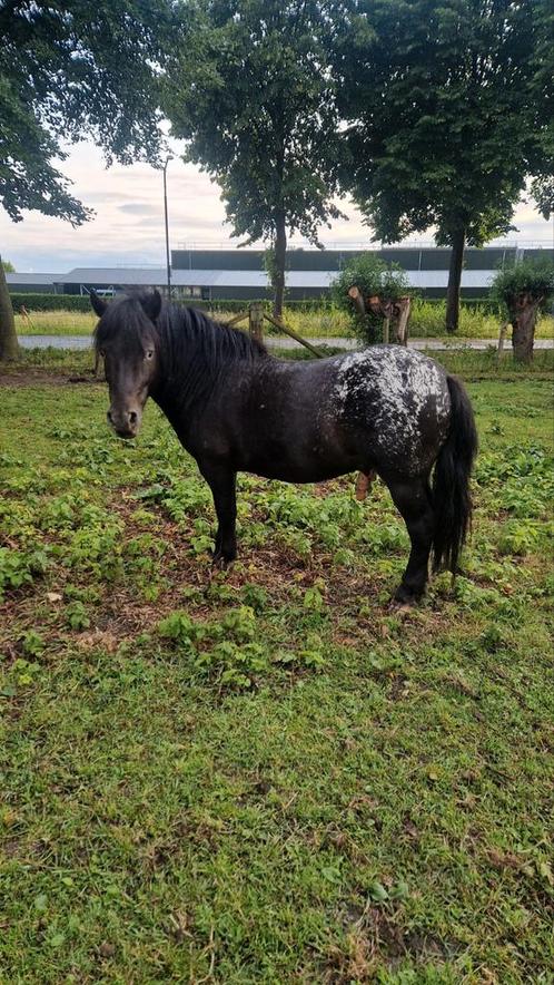 Appaloosa hengsten te koop, Dieren en Toebehoren, Pony's, Hengst, A pony (tot 1.17m), Recreatiepony, 3 tot 6 jaar