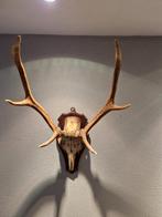 Gewei op houten schild, Ophalen