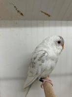 Twee bfdf poppen broedrijp, Dieren en Toebehoren, Vogels | Parkieten en Papegaaien, Vrouwelijk, Parkiet