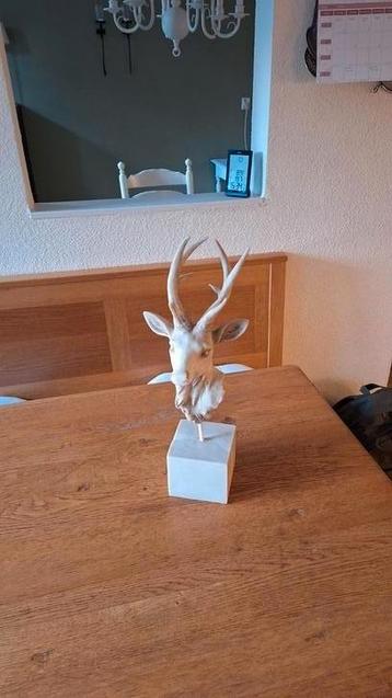 Mooie hertenkop beschikbaar voor biedingen