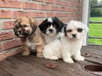 Leuke Boomer pups, 8 tot 15 weken, CDV (hondenziekte), Meerdere, Meerdere dieren