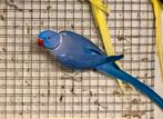 Diverse Halsbandparkieten, Dieren en Toebehoren, Vogels | Parkieten en Papegaaien, Meerdere dieren, Parkiet, Geringd