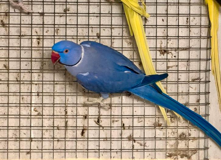 Diverse Halsbandparkieten, Dieren en Toebehoren, Vogels | Parkieten en Papegaaien, Parkiet, Meerdere dieren, Geringd