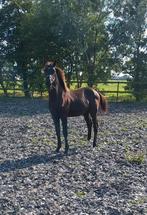 Zwart hengstveulen Nalegro x Elite Elton x Jazz, Dieren en Toebehoren, Paarden, Niet van toepassing, Dressuurpaard, 0 tot 2 jaar