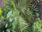 Prachtige jubaea chilensis palmboom, Tuin en Terras, Planten | Tuinplanten, Ophalen, Bloeit niet, Overige soorten, Volle zon