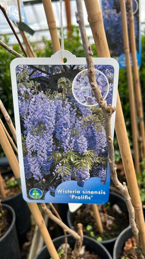 Blauwe en witte regen 150 tot 200 cm €15,00, Tuin en Terras, Planten | Tuinplanten, Klimplanten, Volle zon, Zomer, Ophalen