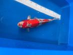 GOSHIKI, Karper of Koi