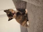 Nestje van 2 kittens lief en aanhankelijk., Dieren en Toebehoren, Katten en Kittens | Overige Katten, Meerdere dieren
