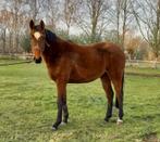 springpaard drie en half jaar merrie 170, Dieren en Toebehoren, Paarden, Merrie, Springpaard, Gechipt, Onbeleerd