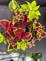 Coleus…10 soorten in pot, Overige soorten, In pot, Minder dan 100 cm, Bloeiende kamerplant