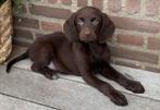 Bijzonder mooie FRIESE STABIJ x LABRADOR pups, Dieren en Toebehoren, Honden | Niet-rashonden, Nederland, CDV (hondenziekte), 8 tot 15 weken