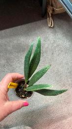 Hoya Sulawesiana, Huis en Inrichting, Kamerplanten, Ophalen of Verzenden, Overige soorten, Minder dan 100 cm