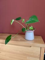 Monstera plant, Huis en Inrichting, Kamerplanten, Ophalen, Overige soorten, Minder dan 100 cm