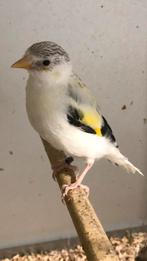 Witte putter man 2025, Dieren en Toebehoren, Vogels | Overige Vogels, Mannelijk, Wildzangvogel