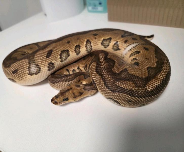 Clown vrouw Python Regius, Dieren en Toebehoren, Reptielen en Amfibieën, Slang