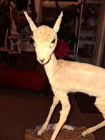 Opgezette.Taxidermie.Taxidermy. Een.lieve mooie hertje, Dieren en Toebehoren, Reptielen en Amfibieën