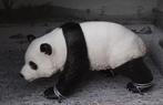 De Chinese Reuzen Panda - Collect Wild Life - Modelfiguur, Verzamelen, Dierenverzamelingen, Ophalen of Verzenden, Nieuw, Wild dier