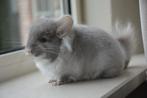 chinchilla brown pearl angora bokje, Dieren en Toebehoren, Knaagdieren, Mei, Mannelijk, Chinchilla