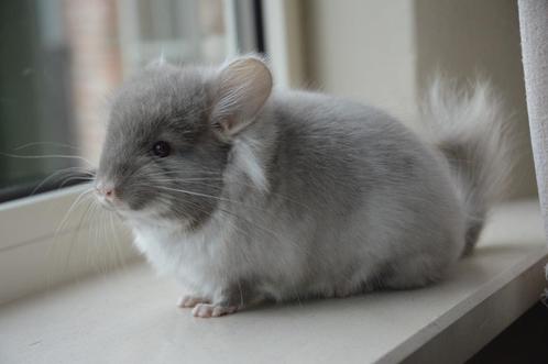 chinchilla brown pearl angora bokje, Dieren en Toebehoren, Knaagdieren, Mannelijk, Chinchilla, Mei