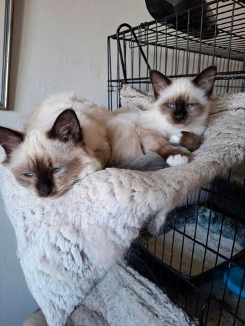 Heilige birmaan kittens  beschikbaar voor biedingen
